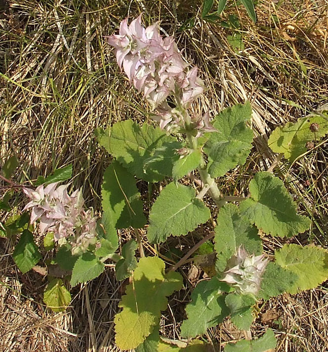 Salvia sclarea / Salvia moscatella